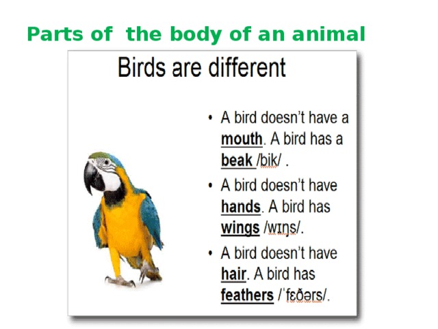 Parts of the body of an animal 