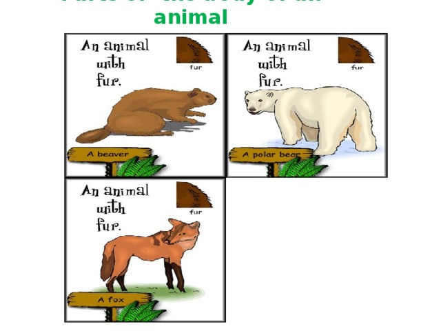 Parts of the body of an animal 