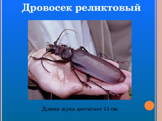 Дровосек реликтовый Длина жука достигает 11 см. 