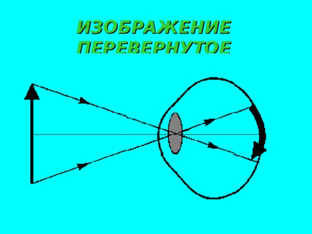 Прямое и перевернутое изображение. Перевернутое изображение линзы. Зрение перевернутое изображение. Перевернутое изображение в глазу. Перевернутое изображение на сетчатке глаза.