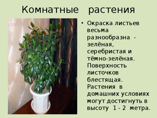 Комнатные растения 2 класс