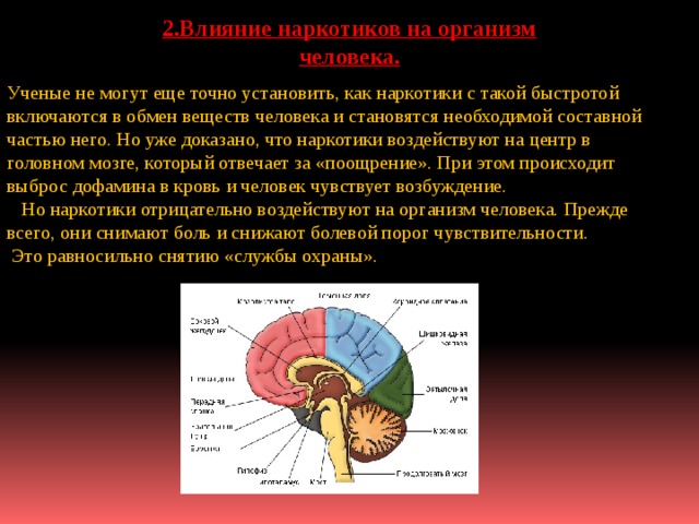 Влияние наркогенных веществ на процессы в клетке презентация