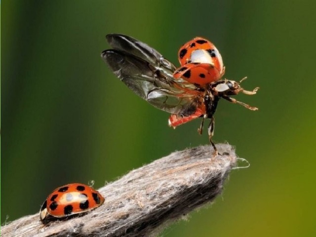 У жуков передние крылья очень твёрдые,  они называются надкрылья . Задние, лёгкие и прозрачные, во время полёта служат пропеллером. 