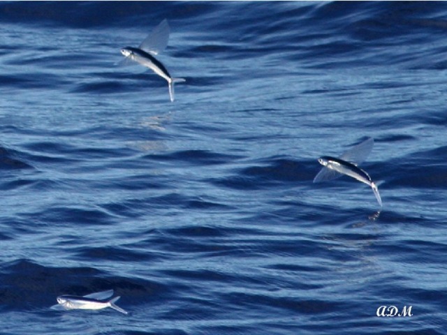 Летучая рыба У этих рыбок говорящее название. Они являются обладателями великолепных «крыльев» — больших грудных плавников, благодаря которым они могут «воспарить над океанскими просторами». После хорошего разгона она выпрыгивает из воды. 