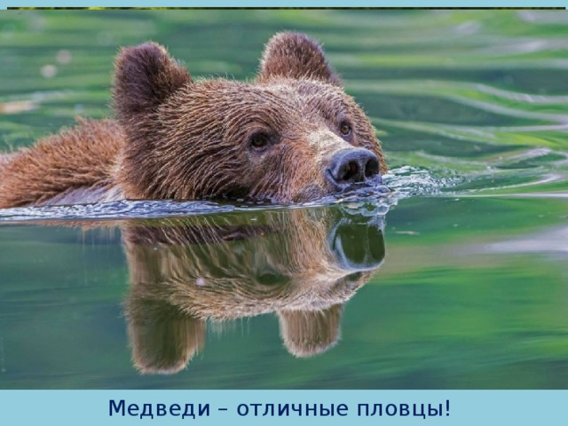 Медведи – отличные пловцы! 