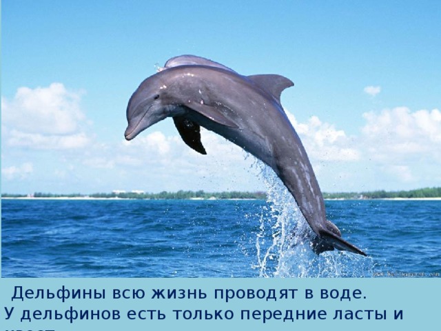  Дельфины всю жизнь проводят в воде. У дельфинов есть только передние ласты и хвост 
