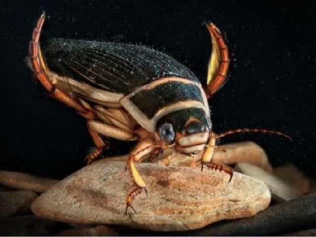 У насекомых, обитающих в воде, задние ноги расширены и покрыты длинными щетинками. Во время плавания они работают как вёсла. Жук-плавунец 