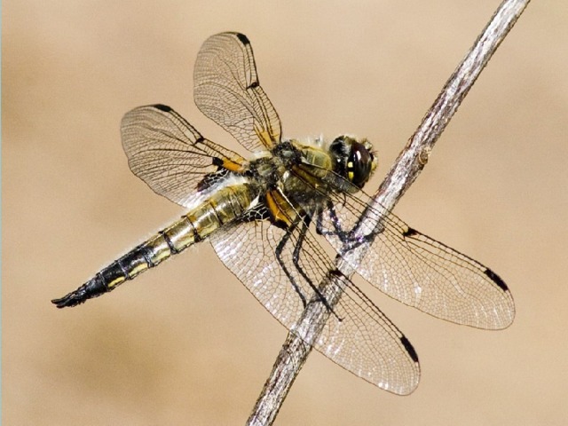 Многие насекомые приспособлены к полёту с помощью крыльев. Большинство из них имеют две пары крыльев. Стрекоза У стрекоз обе пары крыльев одинаковые 
