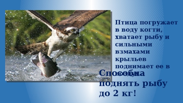 Птица погружает в воду когти, хватает рыбу и сильными взмахами крыльев поднимает ее в воздух. Способна поднять рыбу до 2 кг! 