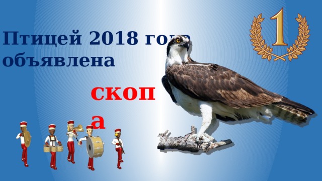 Птицей 2018 года объявлена скопа 