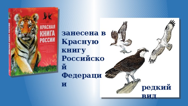  занесена в Красную книгу Российской Федерации   редкий вид 