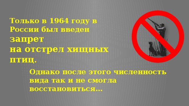 Только в 1964 году в России был введен запрет на отстрел хищных птиц .  Однако после этого численность вида так и не смогла восстановиться… 