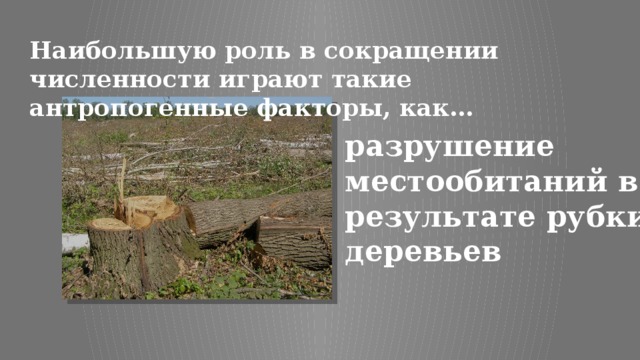 Наибольшую роль в сокращении численности играют такие антропогенные факторы, как… разрушение местообитаний в результате рубки деревьев 