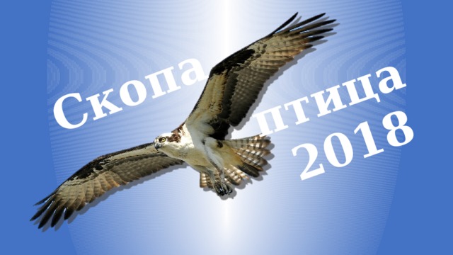 Скопа птица 2018 