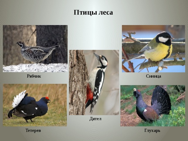К птицам леса относятся. Экологические группы лесных птиц. Экологическая группа птицы леса. Экологические группы птиц Лесные птицы. Птицы леса представители.