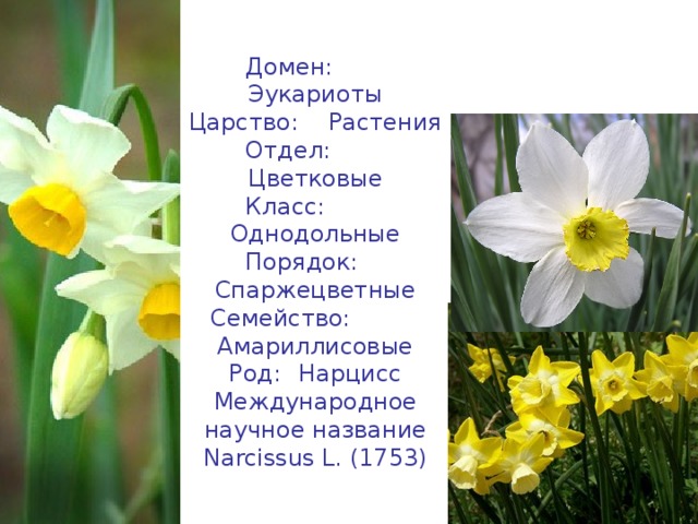 Домен:  Эукариоты  Царство:  Растения  Отдел:  Цветковые  Класс:  Однодольные  Порядок:  Спаржецветные  Семейство:  Амариллисовые  Род:  Нарцисс  Международное научное название  Narcissus L. (1753) 