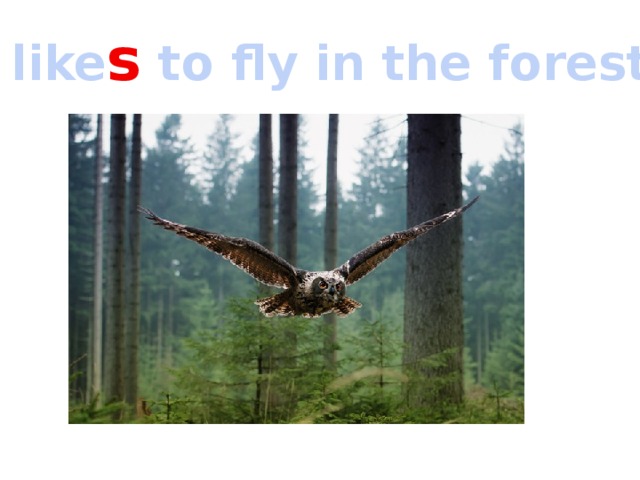 It like s to fly in the forest. 