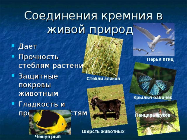 Соединения кремния в живой природе Дает Прочность стеблям растений Защитные покровы животным Гладкость и прочность костям Перья птиц Стебли злаков Крылья бабочек Панцирь жуков Шерсть животных Чешуя рыб 