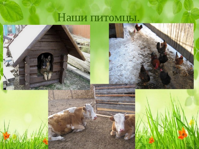 Наши питомцы. 