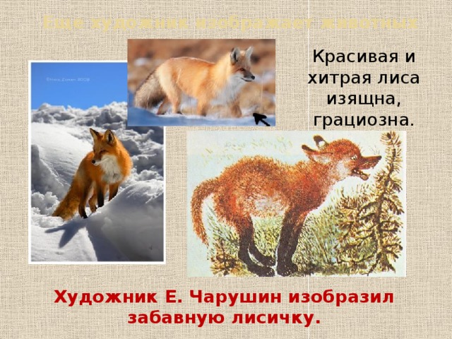 Еще художник изображает животных Красивая и хитрая лиса изящна, грациозна. Художник Е. Чарушин изобразил забавную лисичку. 