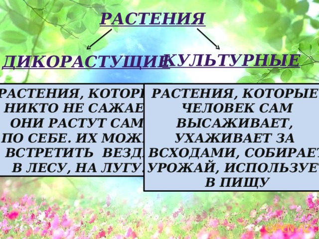 Технологическая карта дикорастущие и культурные растения