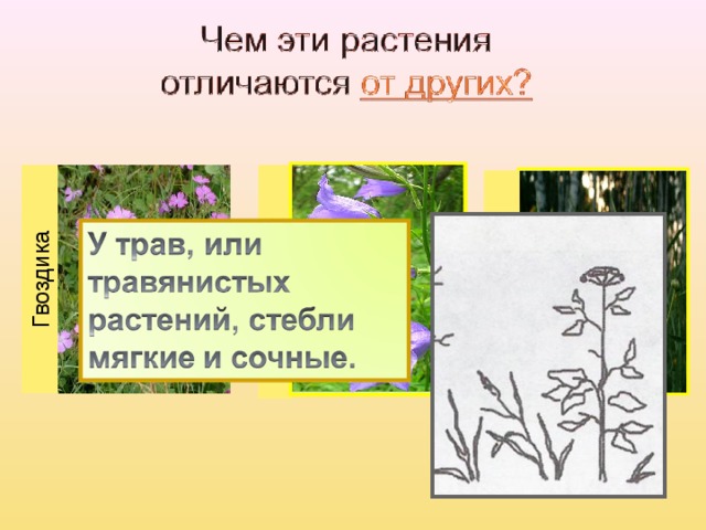 Какие бывают растения проект 2 класс