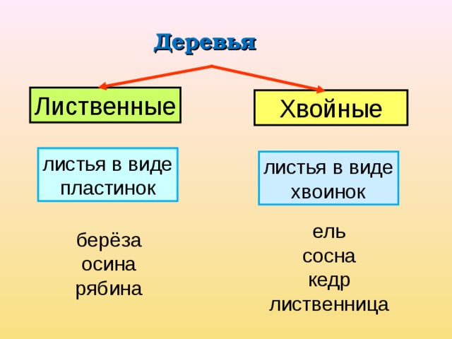 Растения в виде пластинок. У растений листья в виде пластинок. У каких растений листья в виде пластинок. Кедр листья в виде пластинок. У каких растений листья в виде пластинок 2 класс окружающий мир.