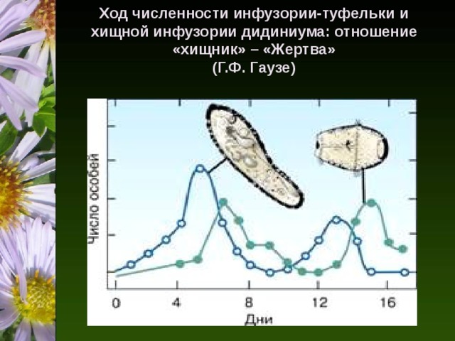 Ход численности инфузории-туфельки и хищной инфузории дидиниума: отношение «хищник» – «Жертва»  (Г.Ф. Гаузе)   