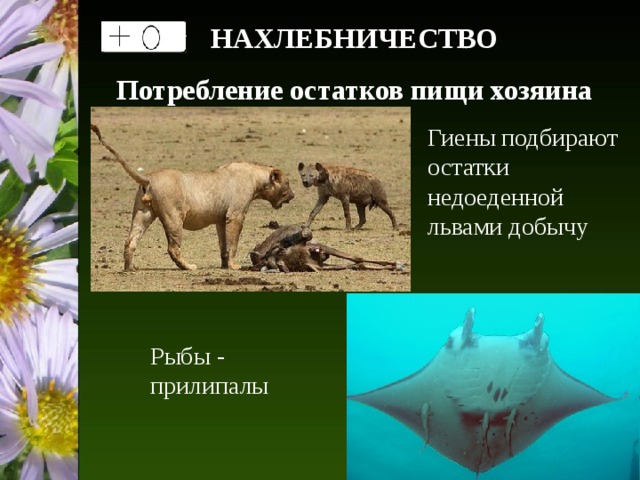 НАХЛЕБНИЧЕСТВО Потребление остатков пищи хозяина Гиены подбирают остатки недоеденной львами добычу Рыбы - прилипалы 