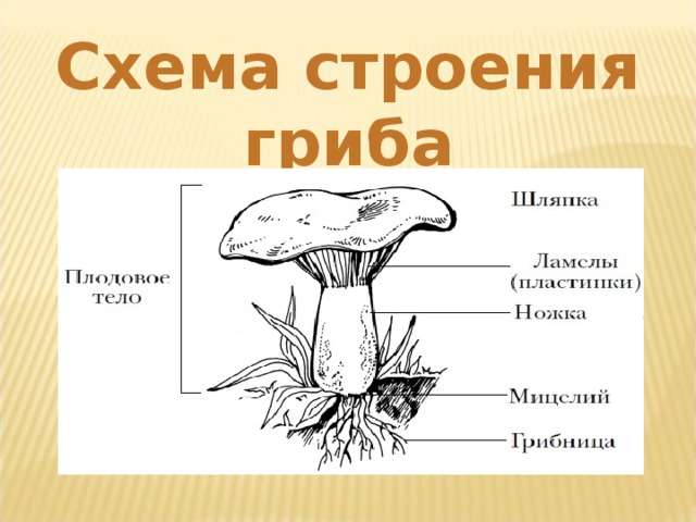 Схема строения гриба 