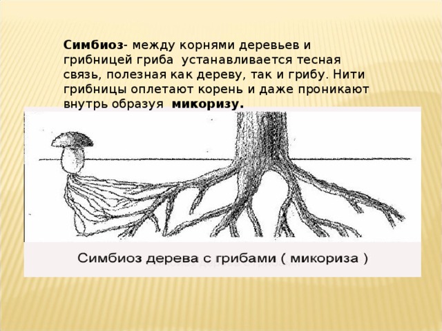 Симбиоз - между корнями деревьев и грибницей гриба устанавливается тесная связь, полезная как дереву, так и грибу. Нити грибницы оплетают корень и даже проникают внутрь образуя микоризу. 