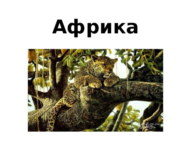 Африка 