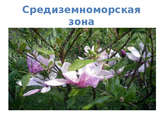 Средиземноморская зона 