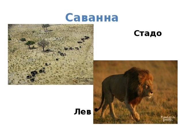 Саванна  Стадо слонов       Лев 