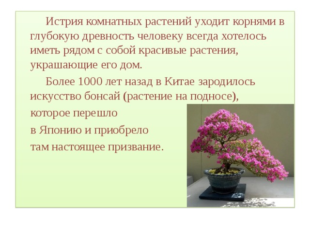   Истрия комнатных растений уходит корнями в глубокую древность человеку всегда хотелось иметь рядом с собой красивые растения, украшающие его дом.   Более 1000 лет назад в Китае зародилось искусство бонсай (растение на подносе),  которое перешло  в Японию и приобрело  там настоящее призвание. 