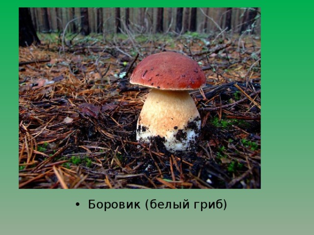 Боровик (белый гриб) 