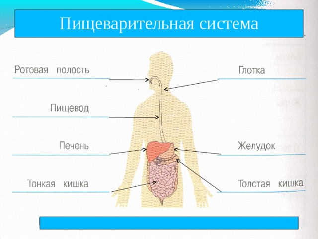 Наше питание пищеварительная система презентация 3 класс окружающий мир плешаков