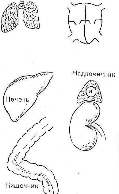 Изобразите схематически