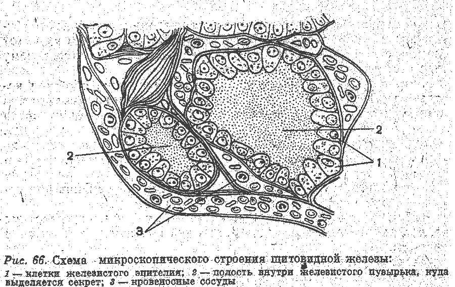 Соединительная оболочка