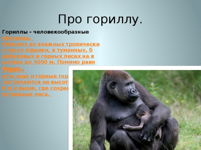 Человекообразные обезьяны гориллы. Информация о горилле. Горилла описание. Рассказ о горилле. В какой природной зоне обитают обезьяны