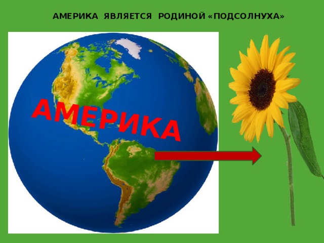 Что является родиной. Родина подсолнуха. Родина подсолнечника Северная Америка. Америка Родина подсолнечника. Родина подсолнечника Северная Америка на карте.