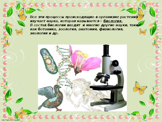 Все эти процессы происходящие в организме растения изучает наука, которая называется – биология.  В состав биологии входят и многие другие науки, такие как ботаника, зоология, анатомия, физиология, экология и др.   
