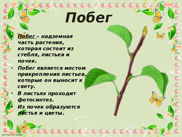 Побег Побег – надземная часть растения, которая состоит из стебля, листьев и почек. Побег является местом прикрепления листьев, которые он выносит к свету. В листьях проходит фотосинтез. Из почек образуются листья и цветы. 