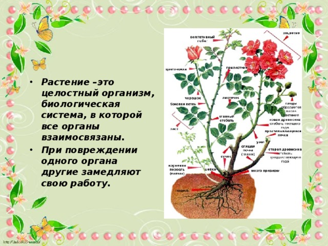 Растение –это целостный организм, биологическая система, в которой все органы взаимосвязаны. При повреждении одного органа другие замедляют свою работу.  