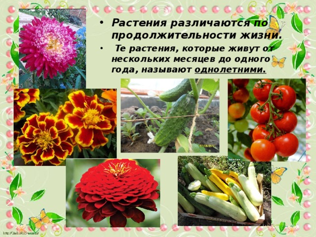 Растения различаются по продолжительности жизни.  Те растения, которые живут от нескольких месяцев до одного года, называют  однолетними.  