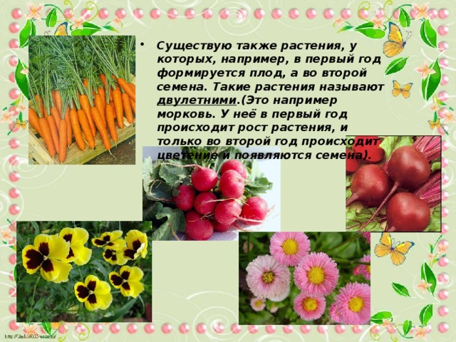 Существую также растения, у которых, например, в первый год формируется плод, а во второй семена. Такие растения называют двулетними .(Это например морковь. У неё в первый год происходит рост растения, и только во второй год происходит цветение и появляются семена). 