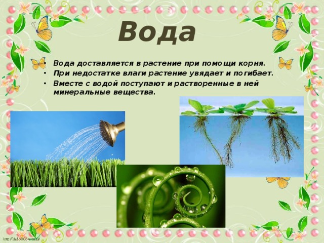 Вода Вода доставляется в растение при помощи корня. При недостатке влаги растение увядает и погибает. Вместе с водой поступают и растворенные в ней минеральные вещества. 