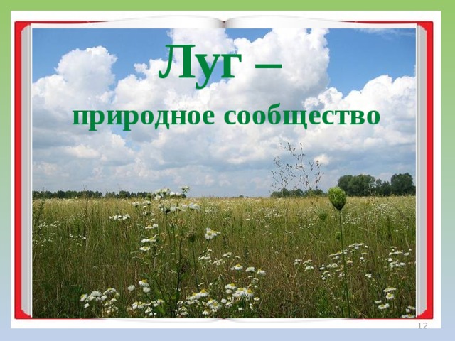 Презентация луг