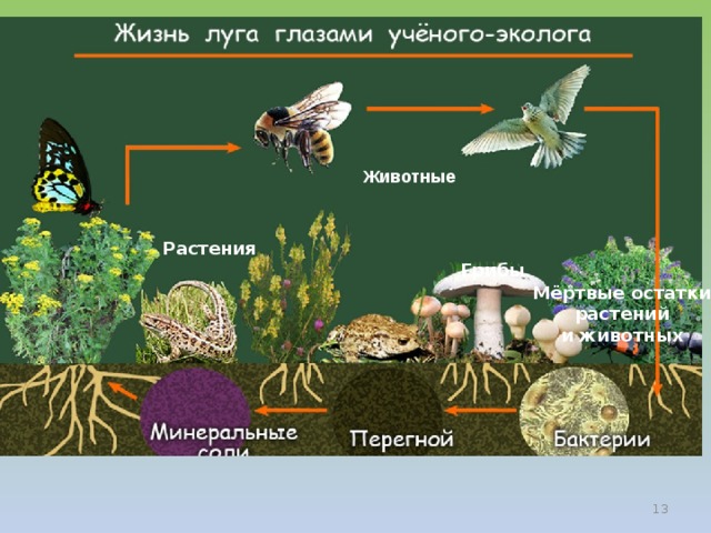 Царство цветов и насекомых