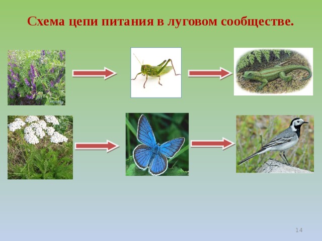 Схема цепи питания характерной для болот